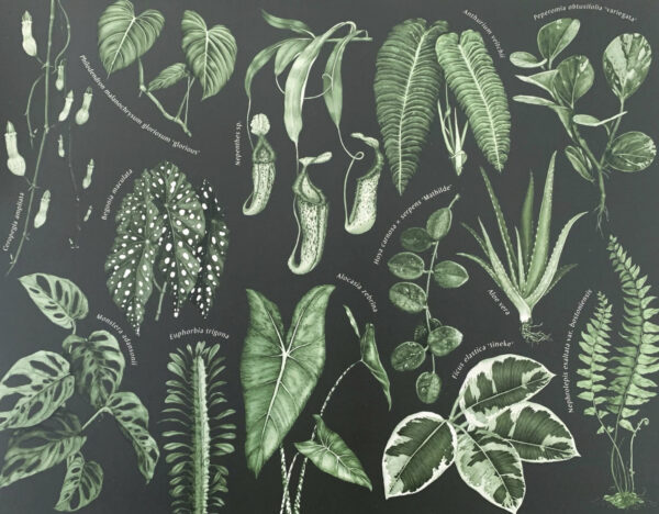 גרין קווין | פאזל 1000 חלקים אוסף צמחי בית - פאזלים למבוגרים, פאזלים לילדים