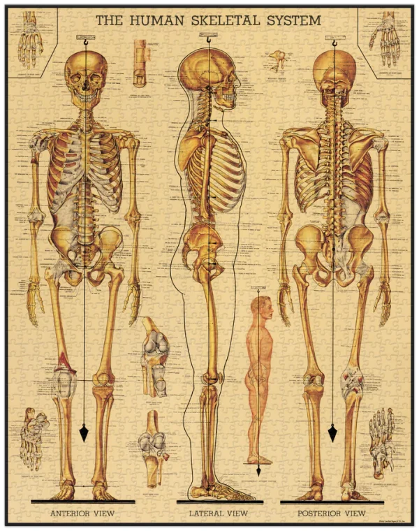 Green Queen: פאזל 1000 חלקים : Skeletal System