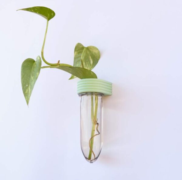 Green Queen | חנות מתנות: מבחנת השרשה לייחורים | רוטא