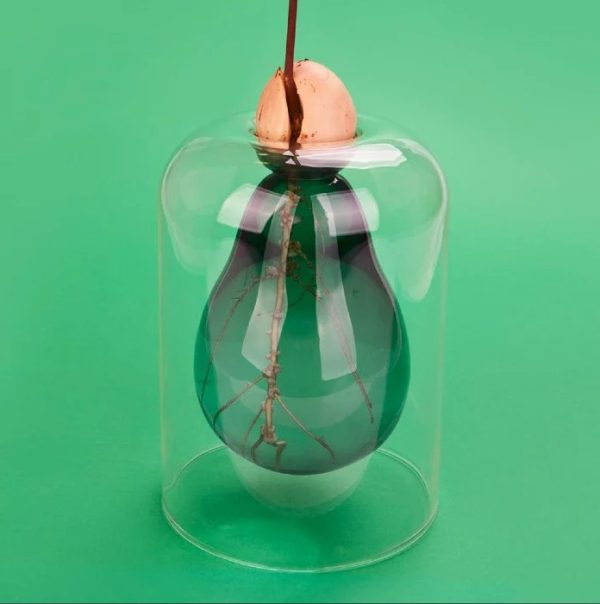 גרין קווין חנות מתנות: אגרטל אבוקדו מנביט Seed Grower Avocado Vase
