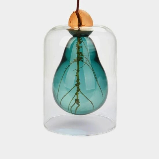 גרין קווין חנות מתנות: אגרטל אבוקדו מנביט Seed Grower Avocado Vase