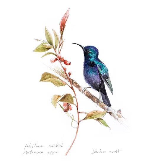 הדפס אמנותי: צופית בוהקת | Palestine Sunbird