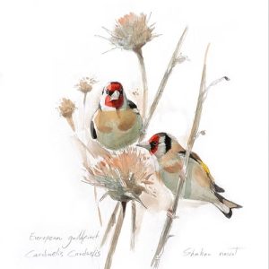 Green Queen | חנות מתנות: פוסטר: חוחיות | Goldfinch