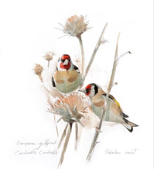 Green Queen | חנות מתנות: פוסטר: חוחיות | Goldfinch