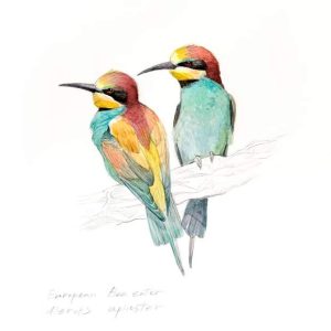 Green Queen | חנות עיצוב: פרינט זוג שרקרקים | Europian bee-eater