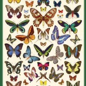 Green Queen | פוסטר: Field Guide to Butterflies