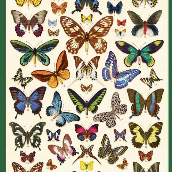 Green Queen | פוסטר: Field Guide to Butterflies