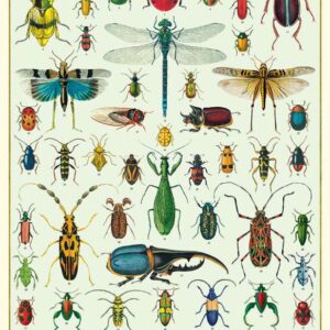 Green Queen | פוסטר: Bugs & Insects