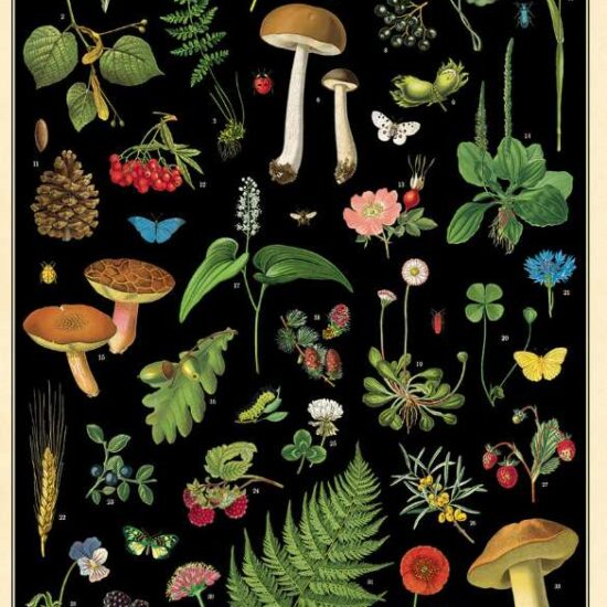 Green Queen |פוסטר: Field Guide to Foraging